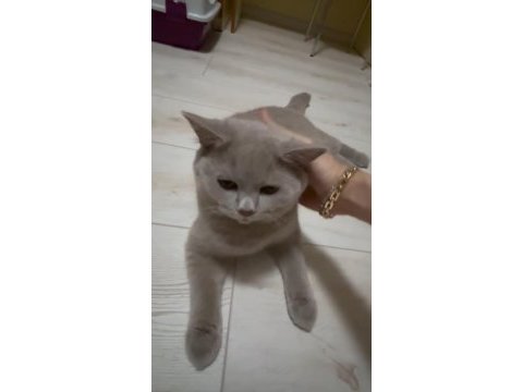 8 aylık safkan british shorthair lilac erkek