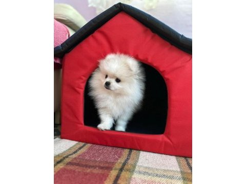 Pomeranian boo erkek