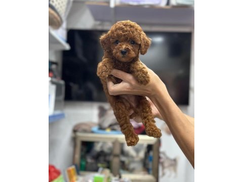 Toy poodle teacup 0 boy