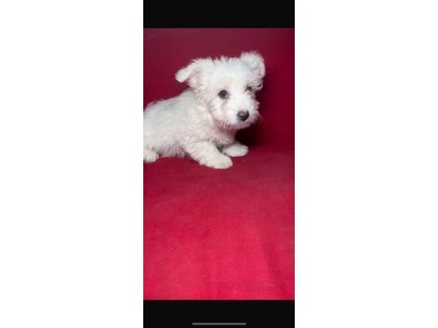 Köpeğimiz her ile gönderim yapılır