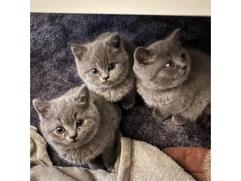 British shorthair yavruları