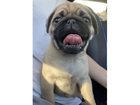 Tatlı pug 2 aylık