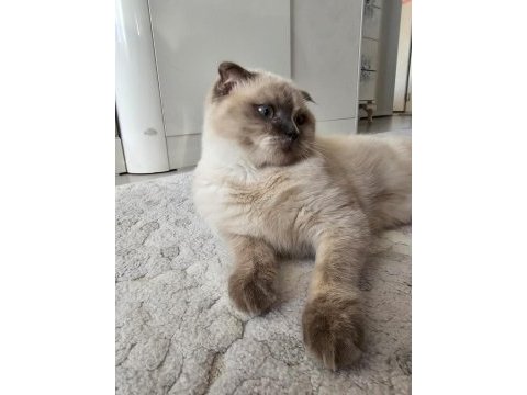 Güzel scottish fold kız