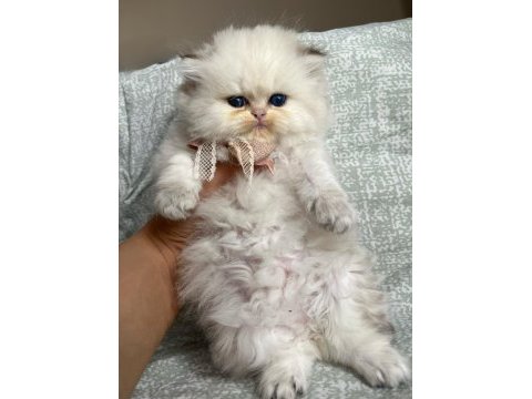 British longhair golden point