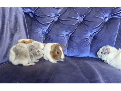 Sevimli ginepig yavrularımız