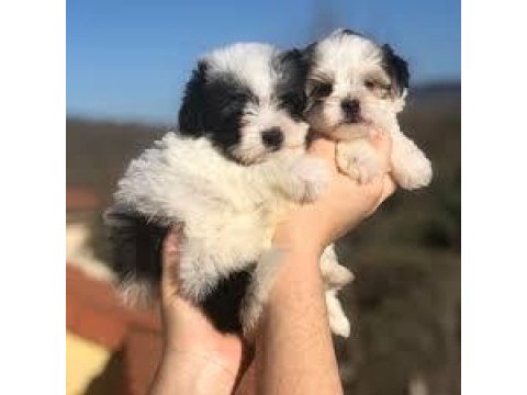 3 aylık maltipoo yavrular