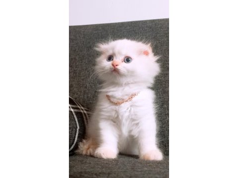 British longhair istanbul içinde ulaşımını sağlıyorum