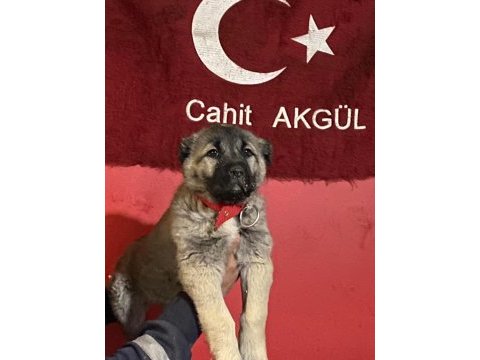 Truva kangal köpek çiftliği