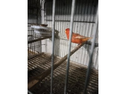 Her tür kanarya mevcuttur