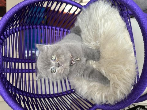 British shorthair safkan yavru