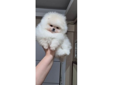 Üst kalite teacup orijinal ırk pomeranian boo (dişi)