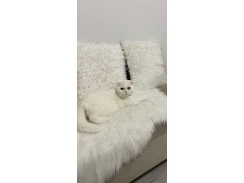 Kızım yeni ailesini aramakta scottish fold