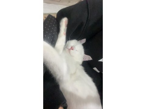 Beyaz british shorthair