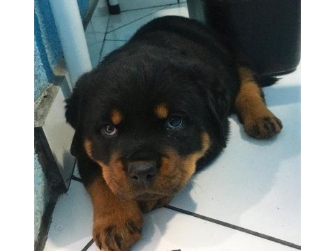 Macar koca kafa rottweiler bebekler