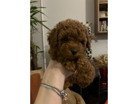 Sevgi ile büyütülen teacup ve toy poodle bebeklerimiz