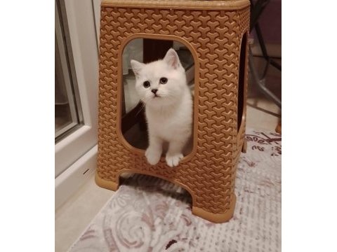 British shorthair pisi pisiler