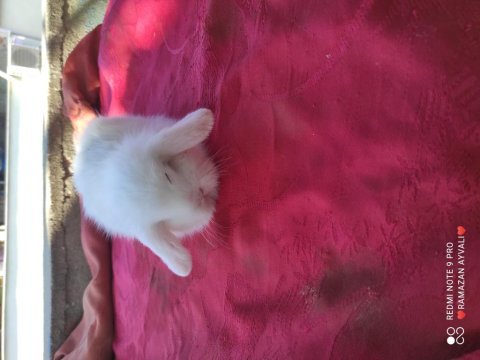 Mavi gözlü teddy lop tavşanı