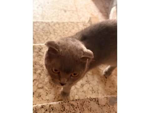 Scottish fold acil yuva aranıyor