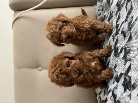 Ev ortamında safkan toy poodle bebekler