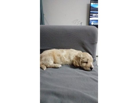 Maltipoo köpeğimiz sahiplendirilecektir
