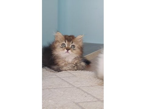 Golden british longhair