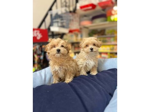 Tüy dökmeyen hipoalerjenik saf kan maltipoo yavrular