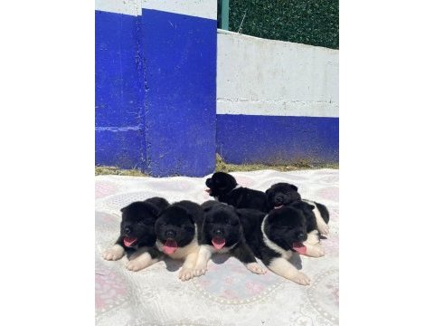 Muhteşem kalite amerikan akita panda yavrular