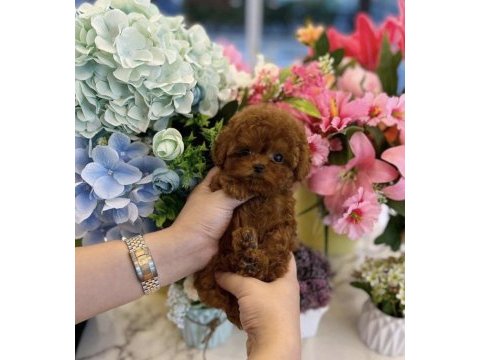 Teacup poodle yavrum