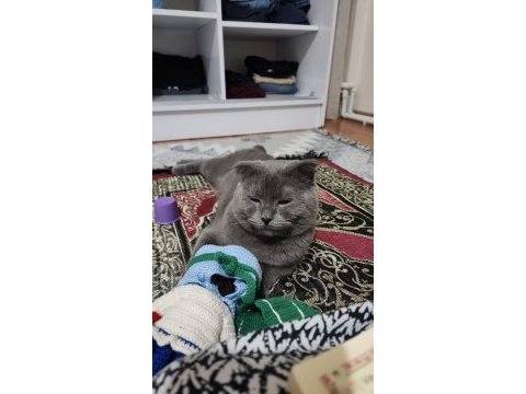 Scottish fold kedimiz