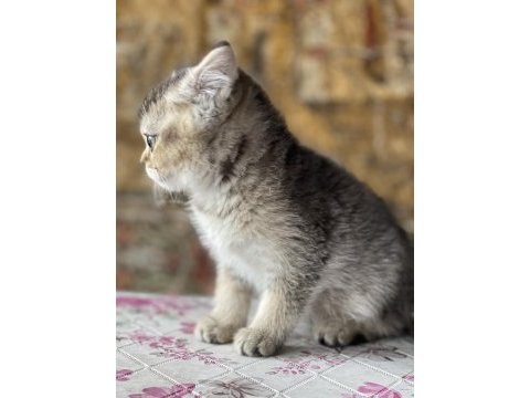 British black golden bebek uygun sahiplendirilecek