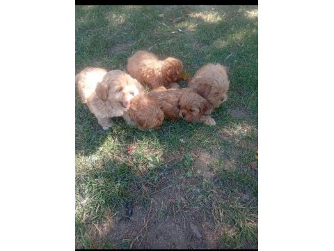 Dişi erkek maltipoo bebekler