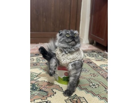 1 yaşında erkek scottish fold