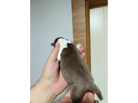 Border collie yavrular