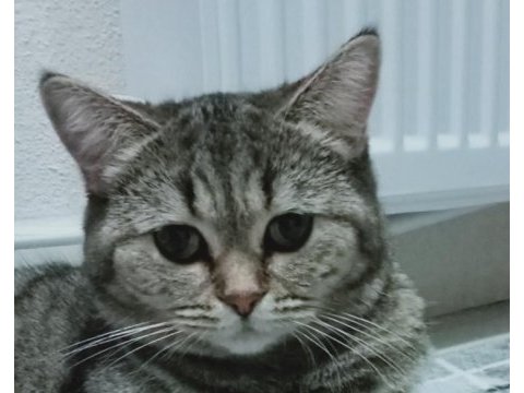 British shorthair ve tekir kırması sakız