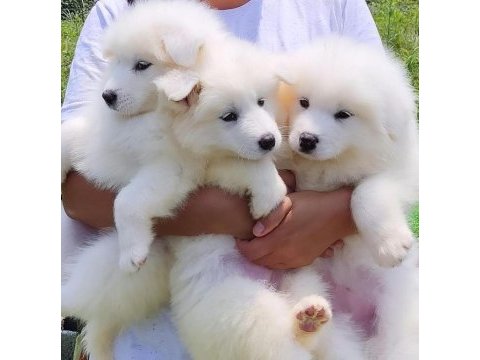 Pamuk gibi samoyed yavruları