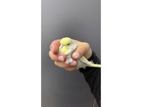 Ele kola alıştırmalık üst düzey erkek şhow jumbo muhabbet