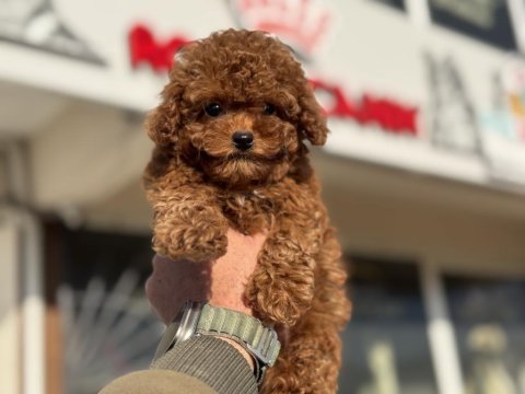 Boy ve kg ram garantili tea cup kore poodle 