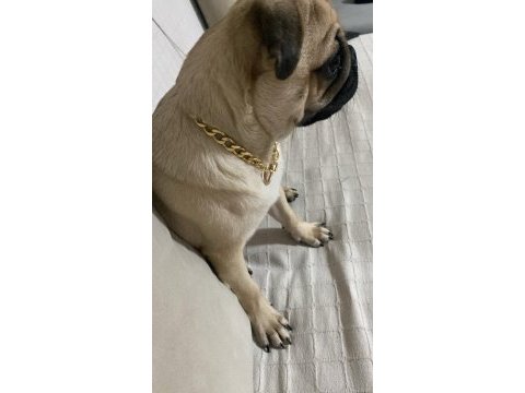 8 aylık kimliksiz 1 aşılı 1 ic dış parazitli pug