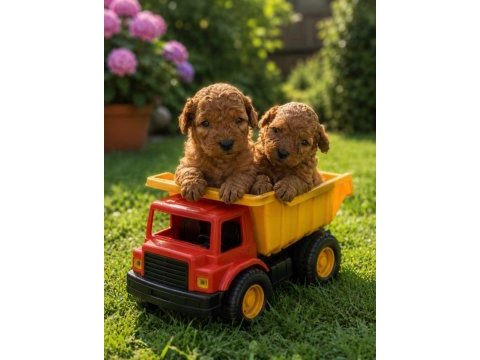 Tatlı kucuk poodle mınıkler