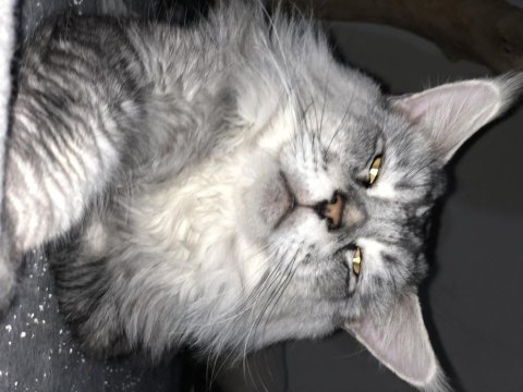 1 erkek ve 4 dişi yetişkin maine coon kedilerim