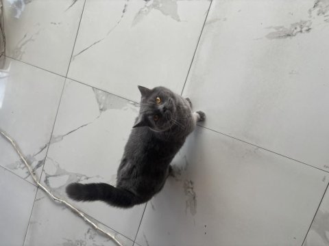 Acil erkek kedimiz