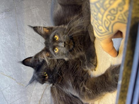 Siyah aşkı maine coon