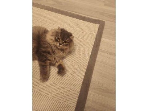 Sahibinden 10 aylık ücretsiz scottish fold