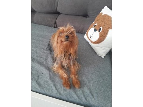 Sevecen ve oyuncu bi dost köpeğimiz