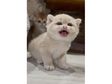 Saf kan golden british shorthair yavrular (wcf kayıtlı)