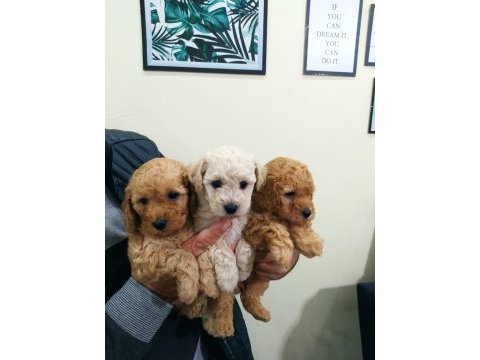 Dişi toy poodle 45 günlük