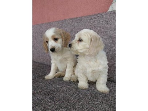 Toy poodle ve charles ten cavapoo