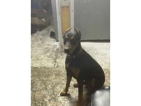1.5 yaşında erkek doberman