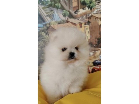 Pomeranian boo yavrularımız