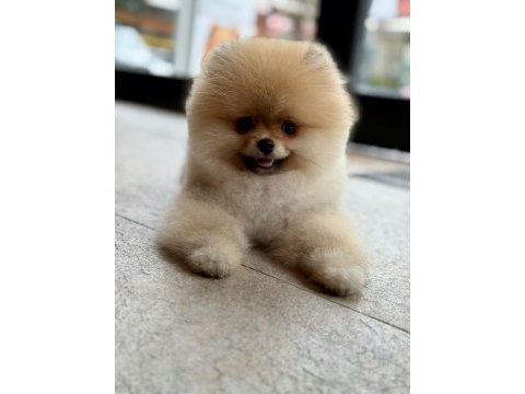 Teddy bear safkan pomeranian boo